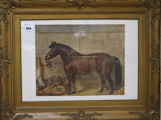 Walter Harrowing (1838-1913), oil on card, bay horse in stable, signed and dated 1903, 38 x 38cm